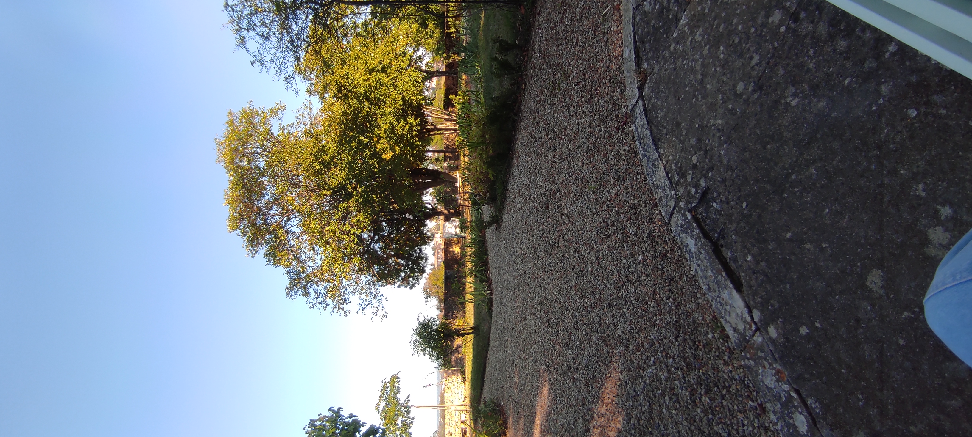 Fleurs dans les cheveux